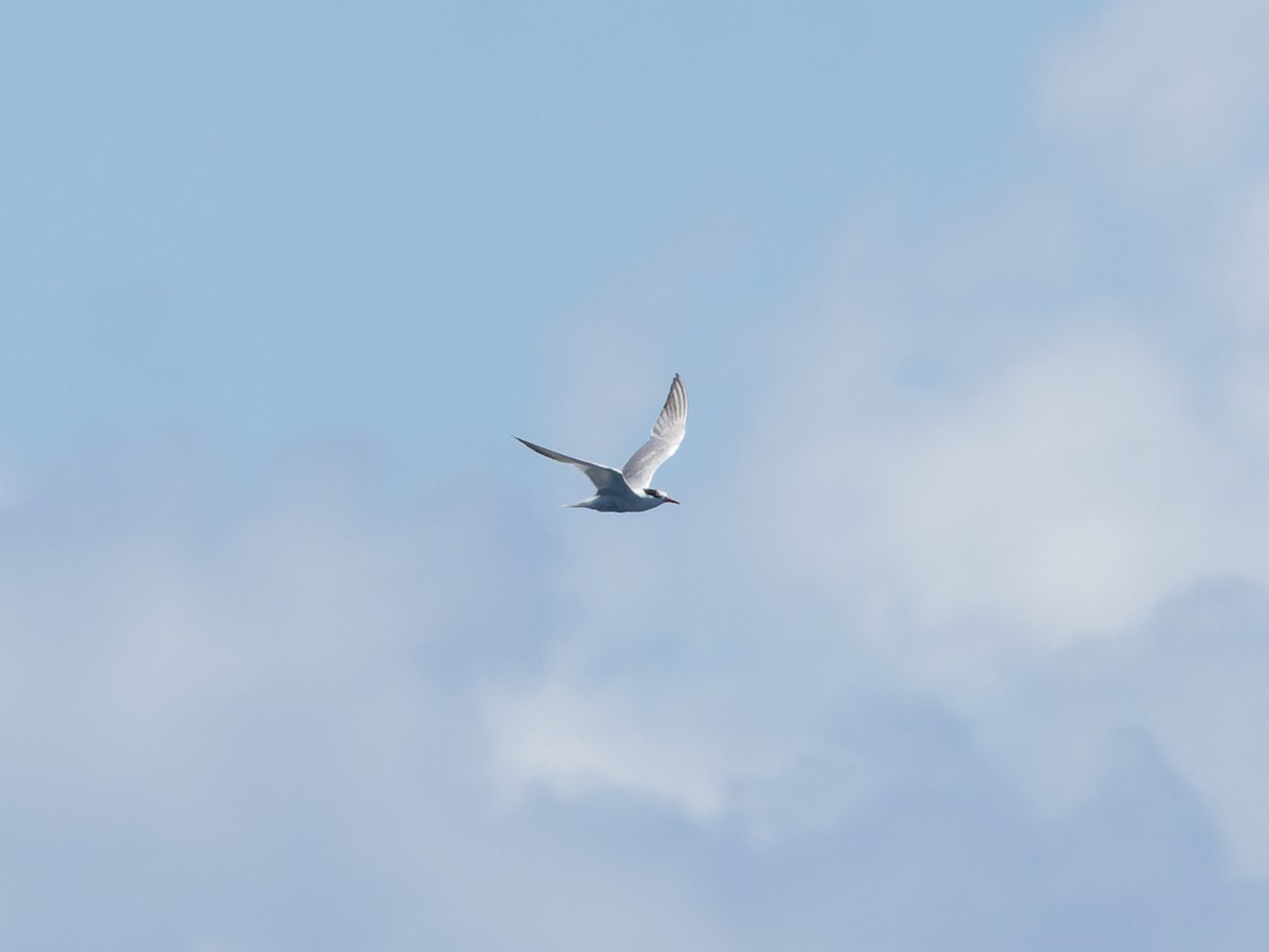 Txenada arrunta - ML642458018