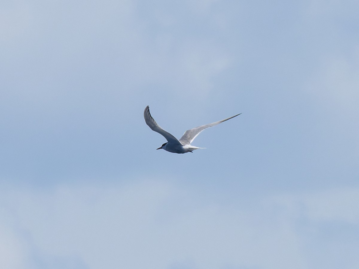 Txenada arrunta - ML642458021