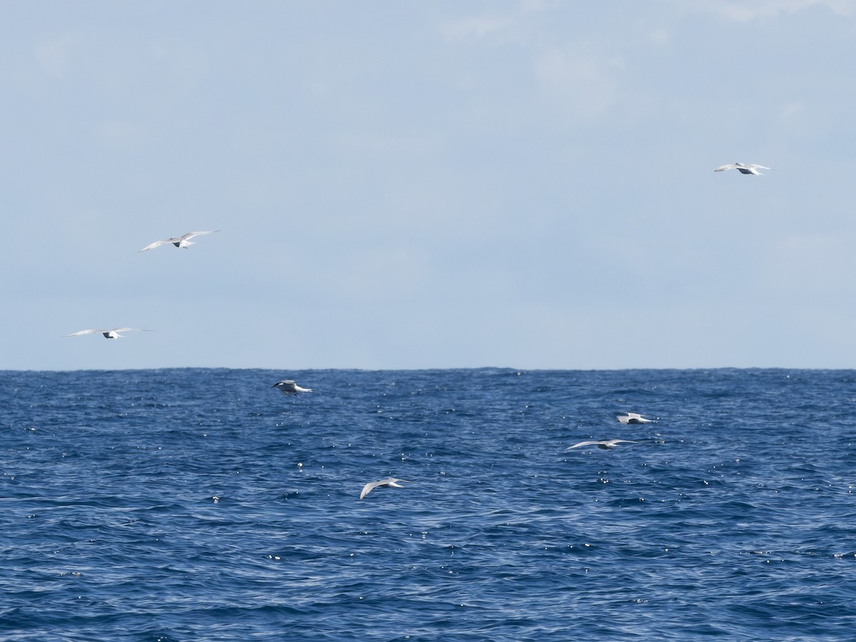 Txenada arrunta - ML642458022