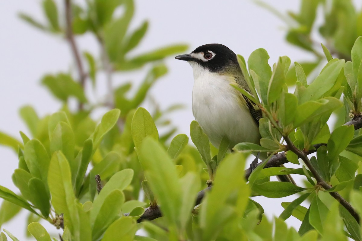 Black-capped Vireo - ML642458023