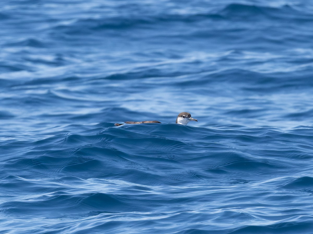 Audubon gabaia - ML642458027