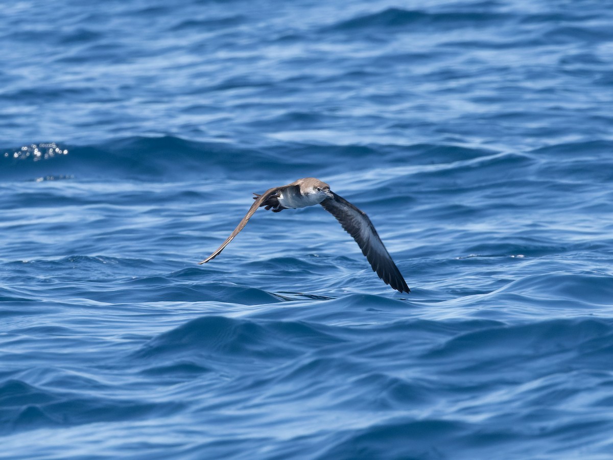 Audubon gabaia - ML642458032