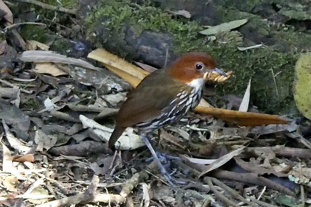Chestnut-crowned Antpitta - ML642458034