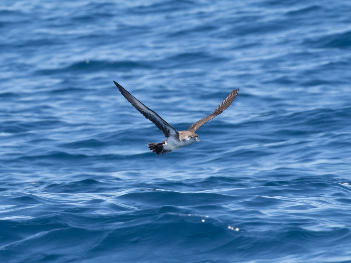 Audubon gabaia - ML642458035