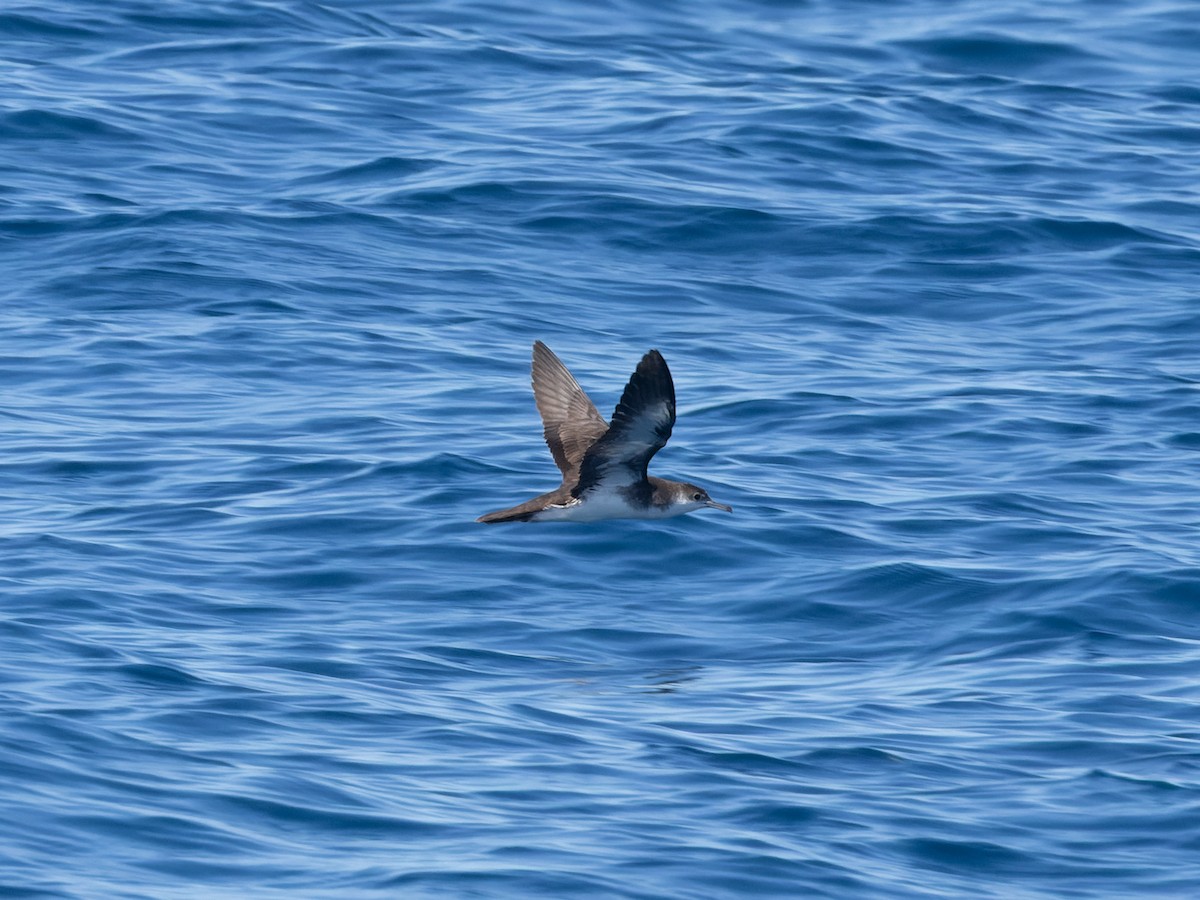 Audubon gabaia - ML642458036