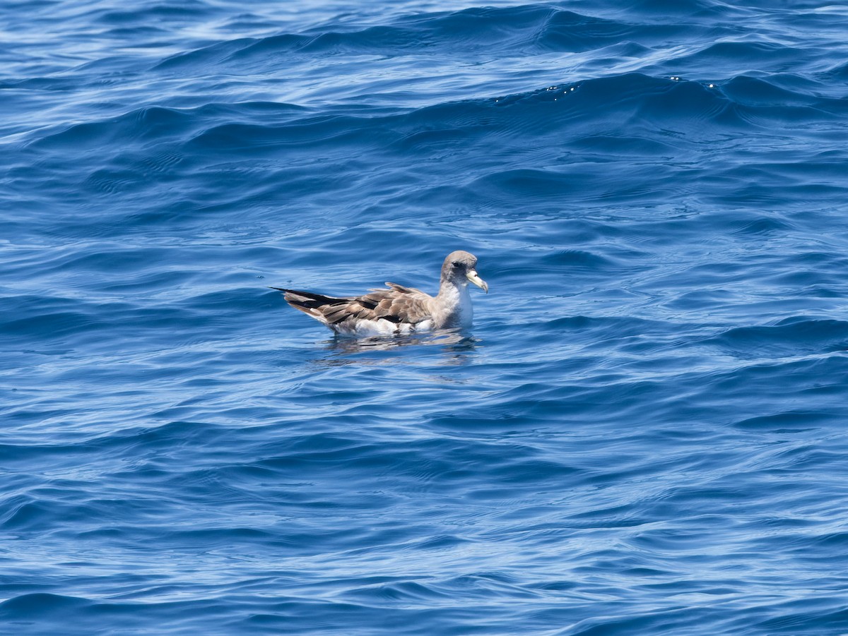 Cory's/Scopoli's Shearwater - ML642458038