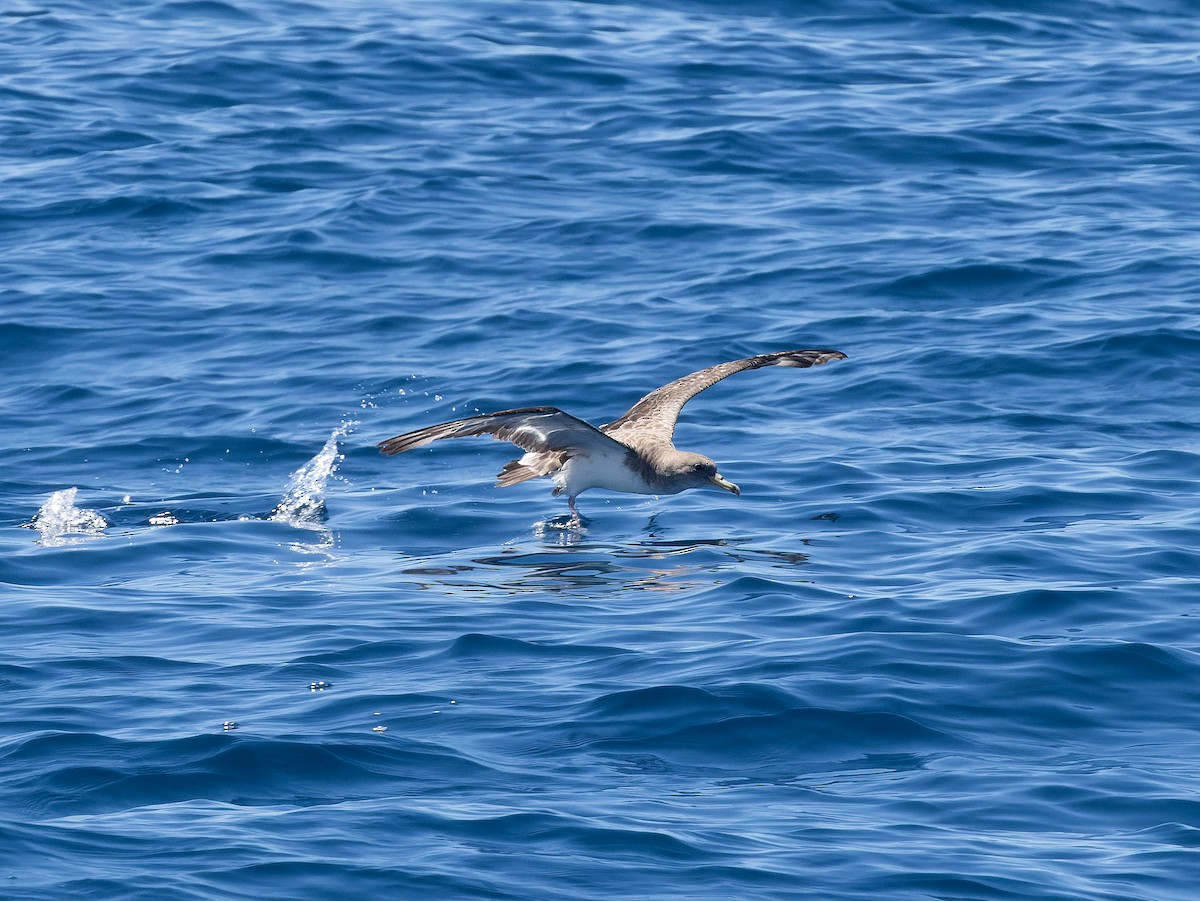 Cory's/Scopoli's Shearwater - ML642458048
