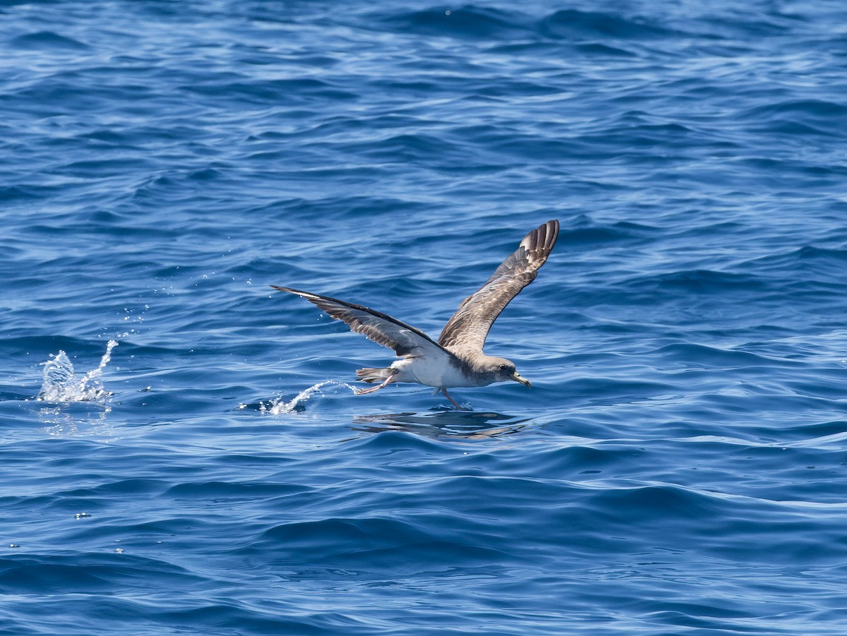 Cory's/Scopoli's Shearwater - ML642458049