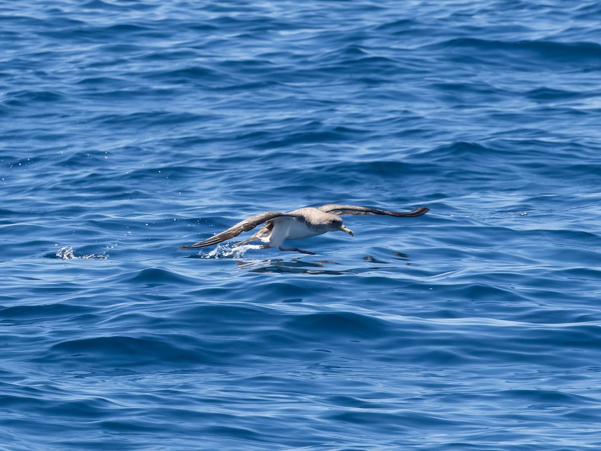 Cory's/Scopoli's Shearwater - ML642458051