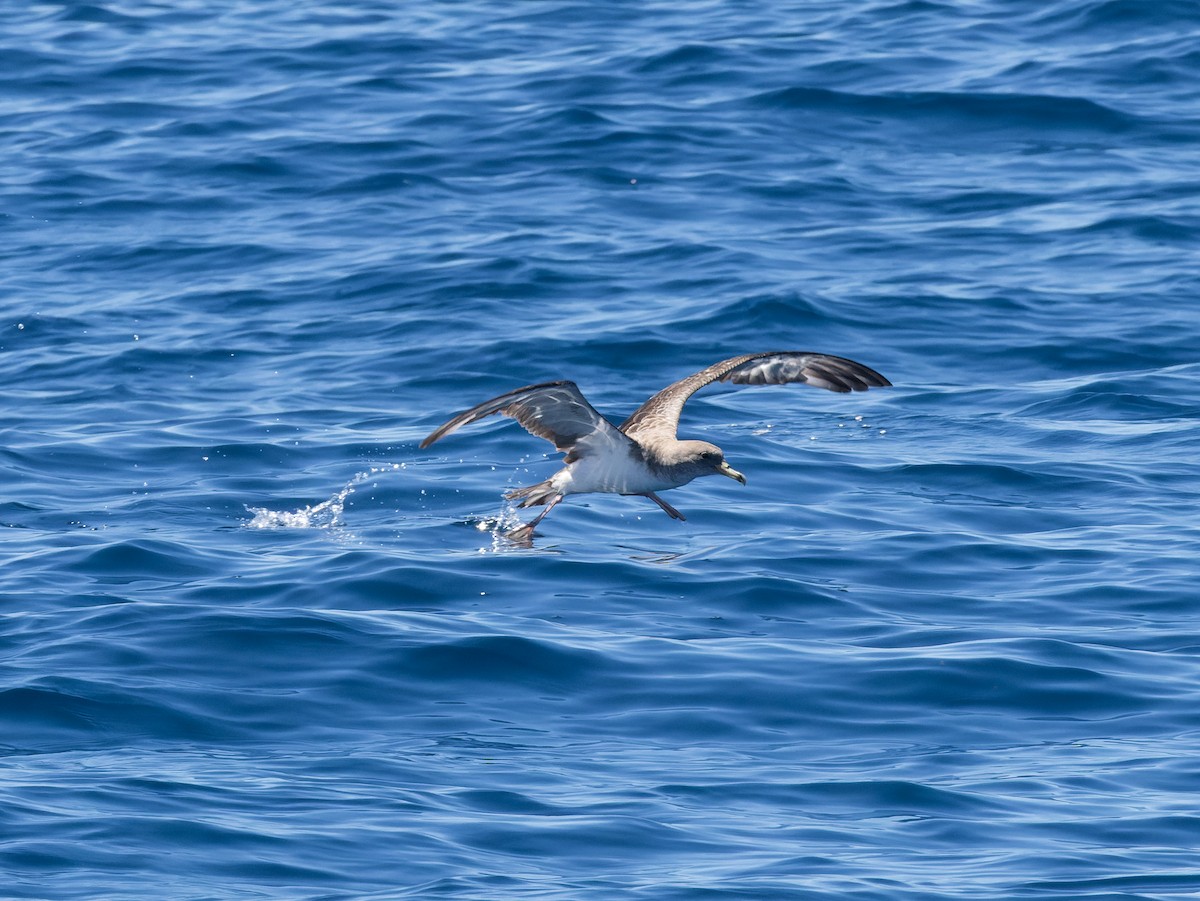 Cory's/Scopoli's Shearwater - ML642458055