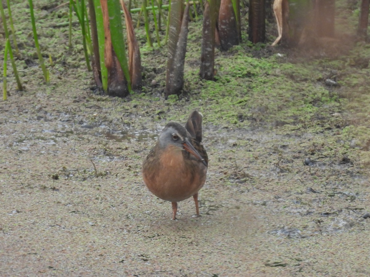 Virginia Rail - ML642458067