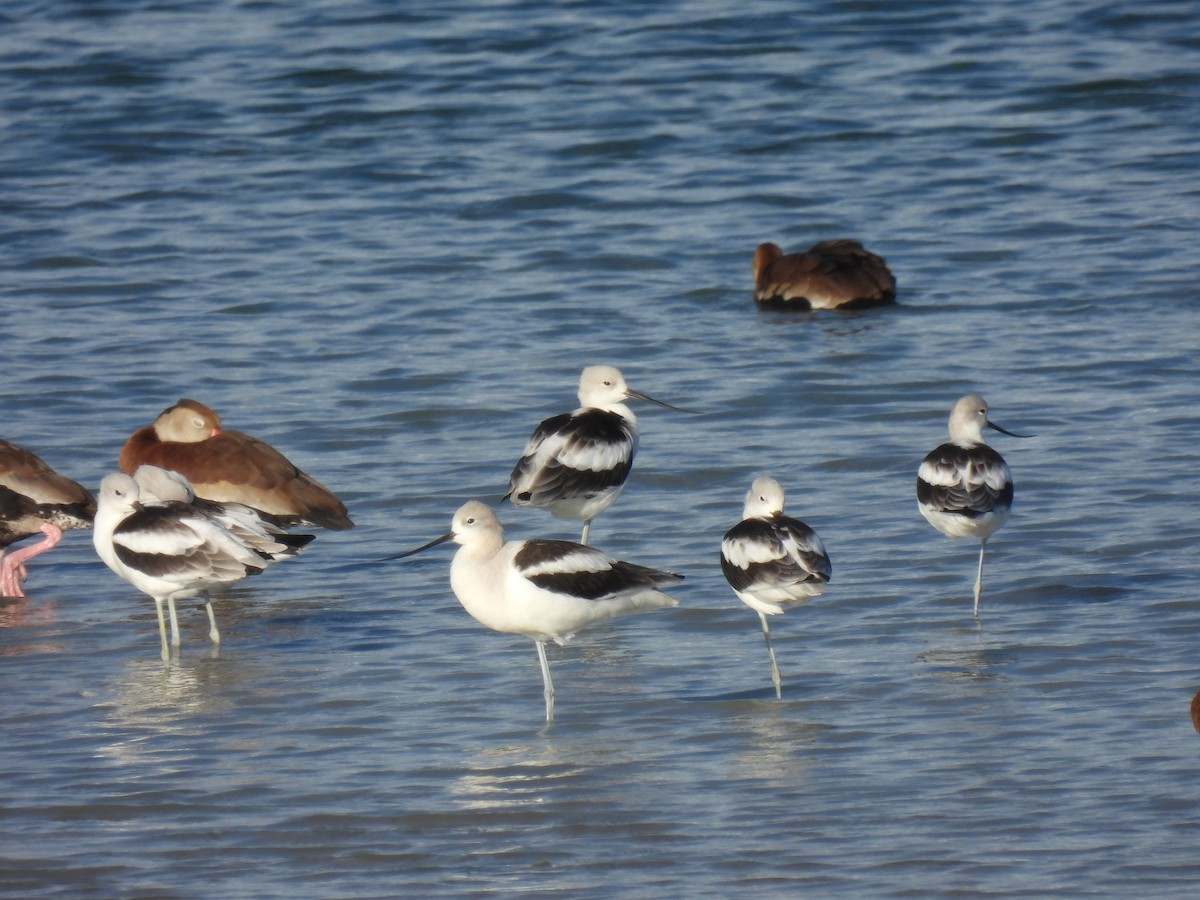 American Avocet - ML642458069