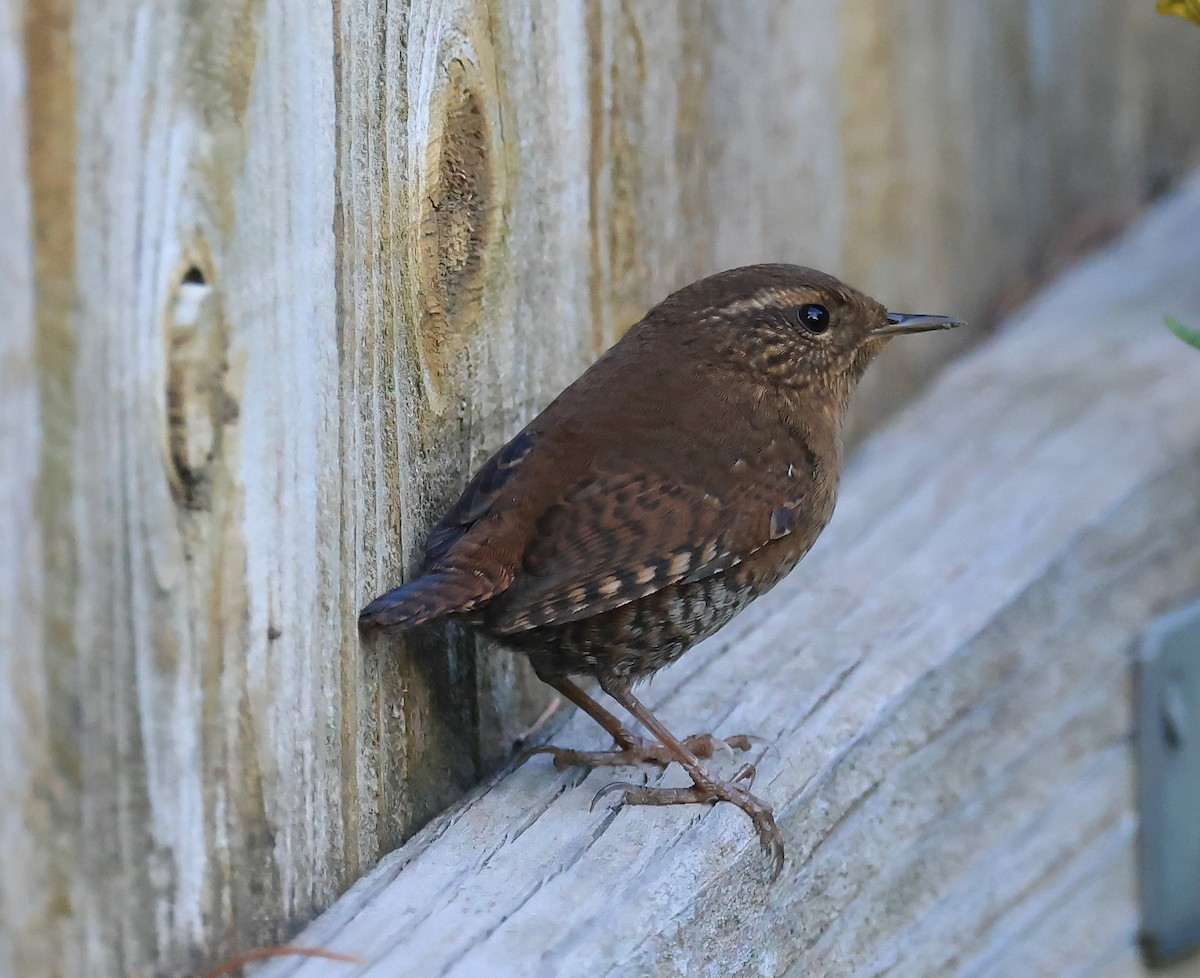 Pacific Wren - ML642458075