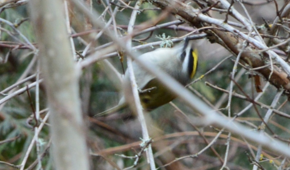 králíček zlatohlavý - ML642458088