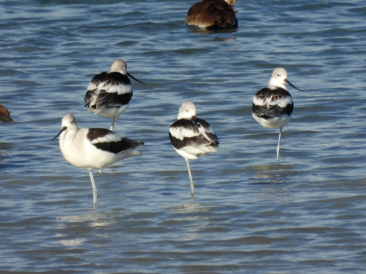American Avocet - ML642458109
