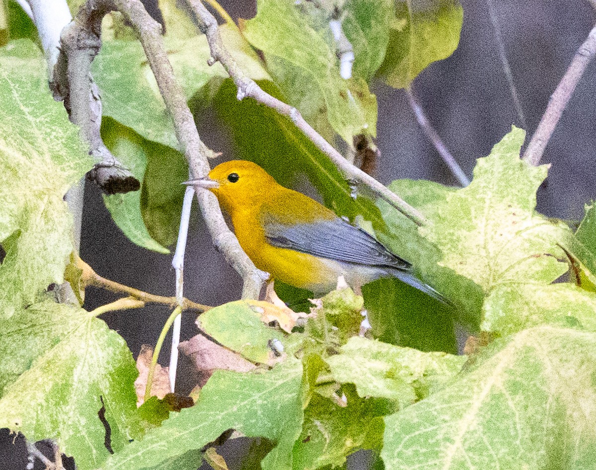 lesňáček zlatý - ML642458119