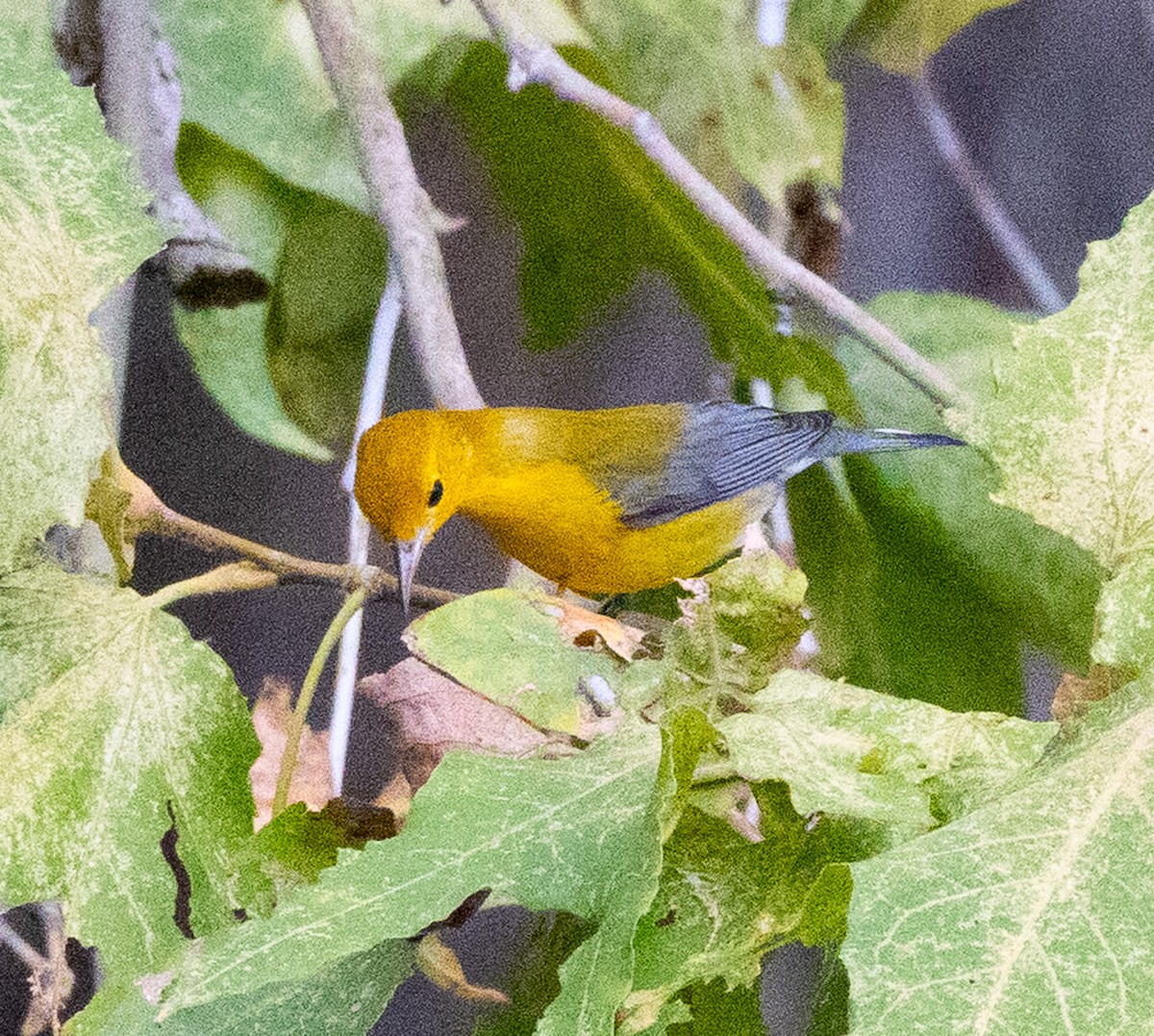 lesňáček zlatý - ML642458120