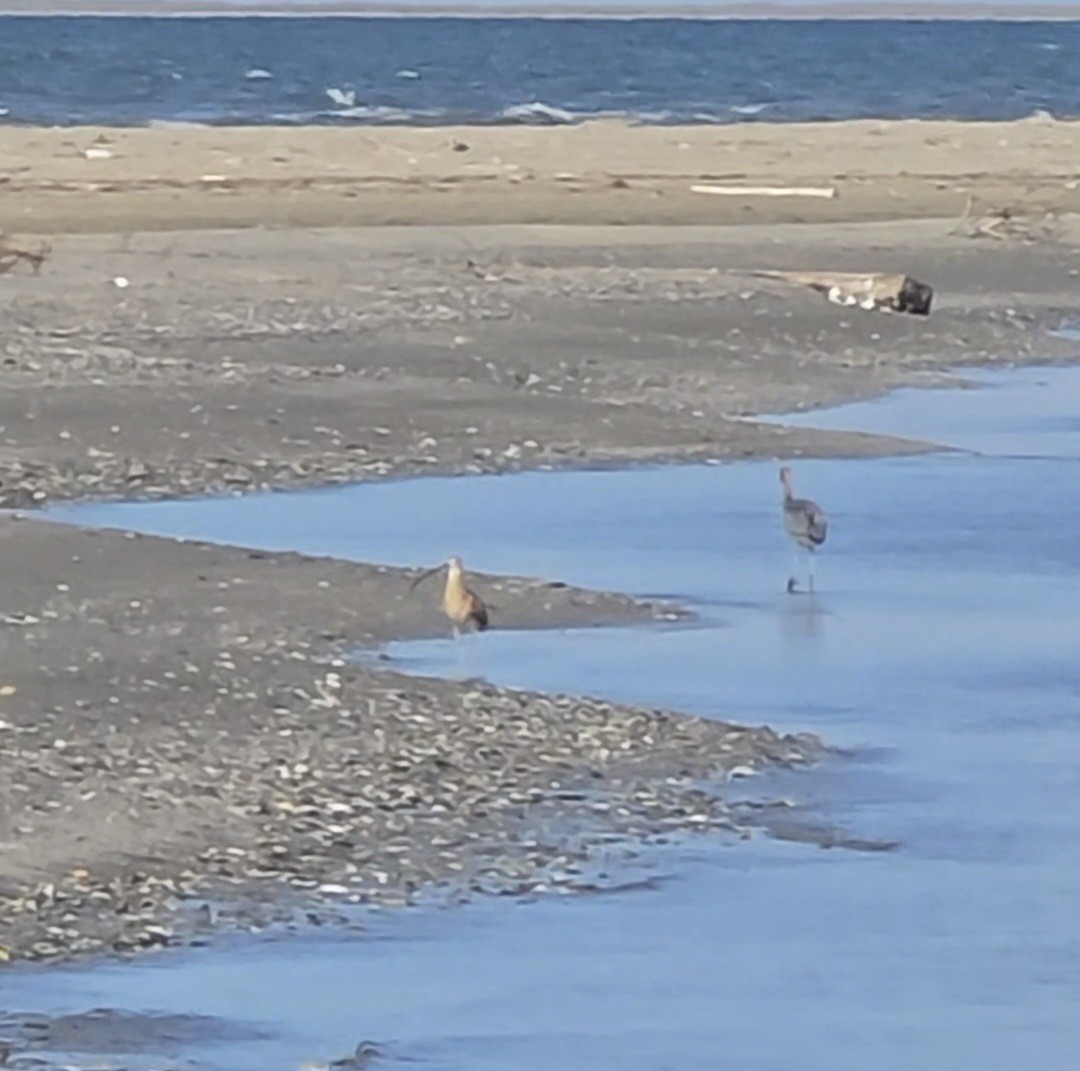 Long-billed Curlew - ML642458141