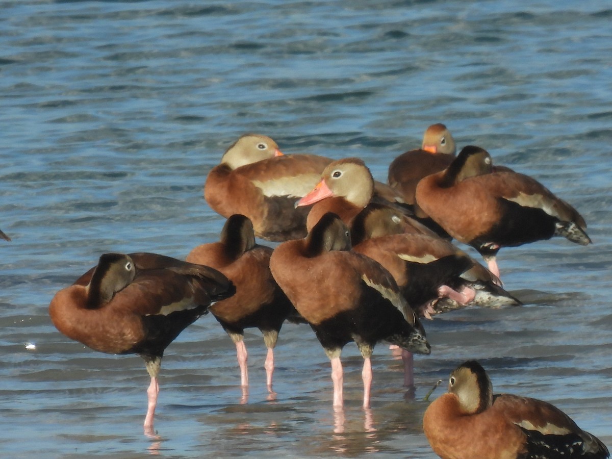 Black-bellied Whistling-Duck - ML642458148