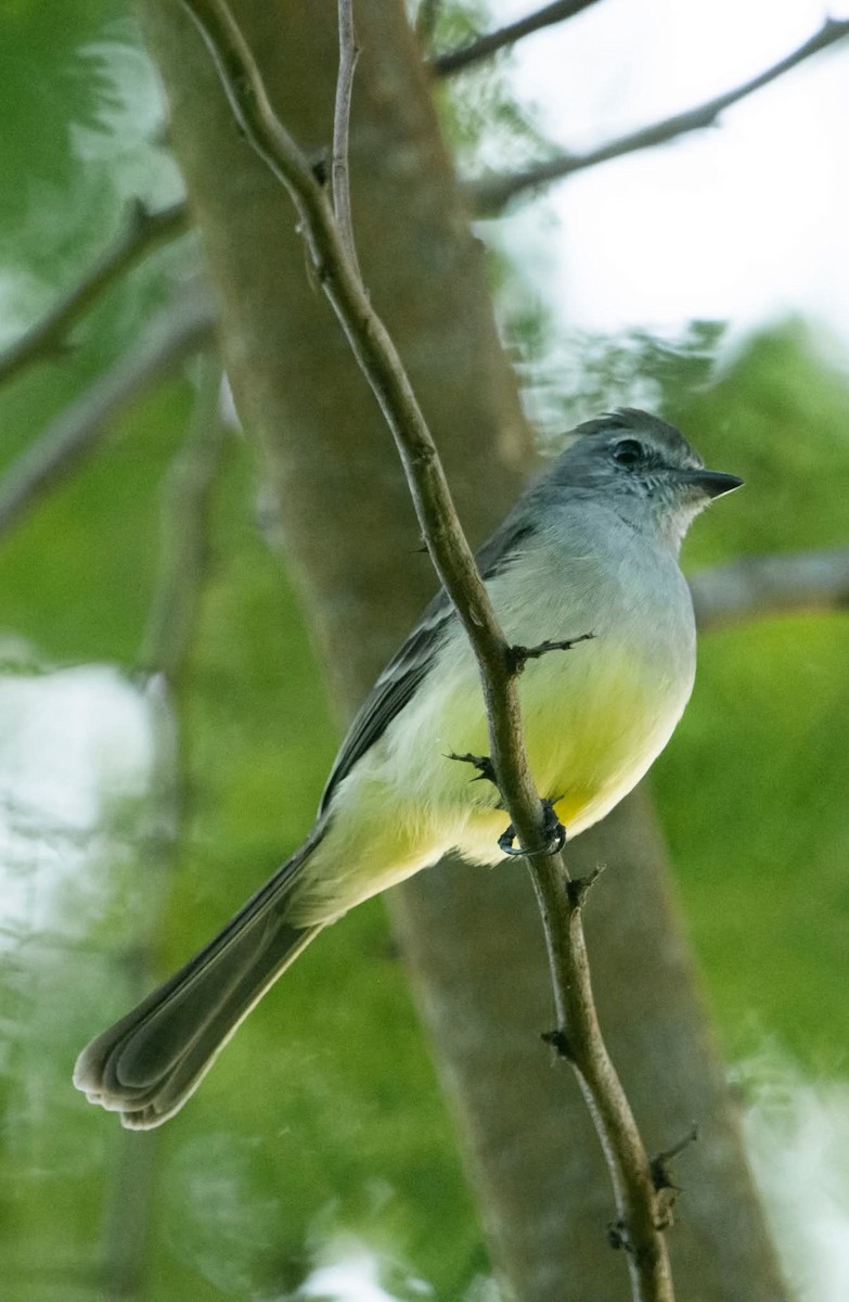 Northern Scrub-Flycatcher - ML642458151