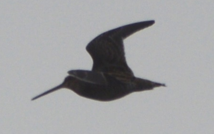 Wilson's Snipe - ML642458163