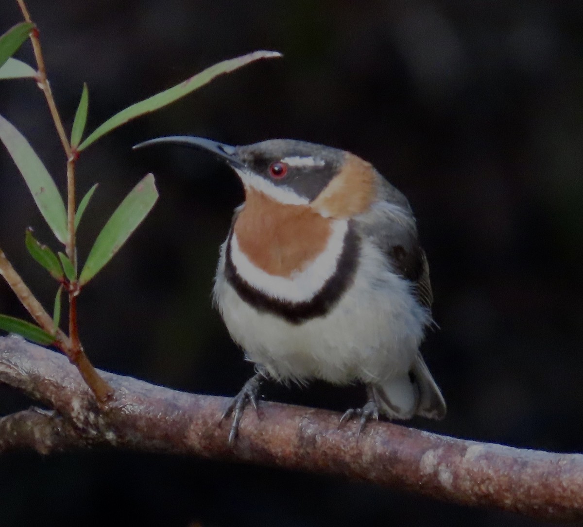 Western Spinebill - ML642458172