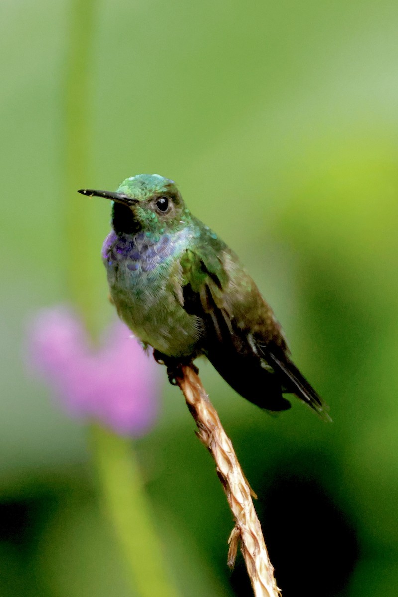 blåbrystkolibri - ML642458192
