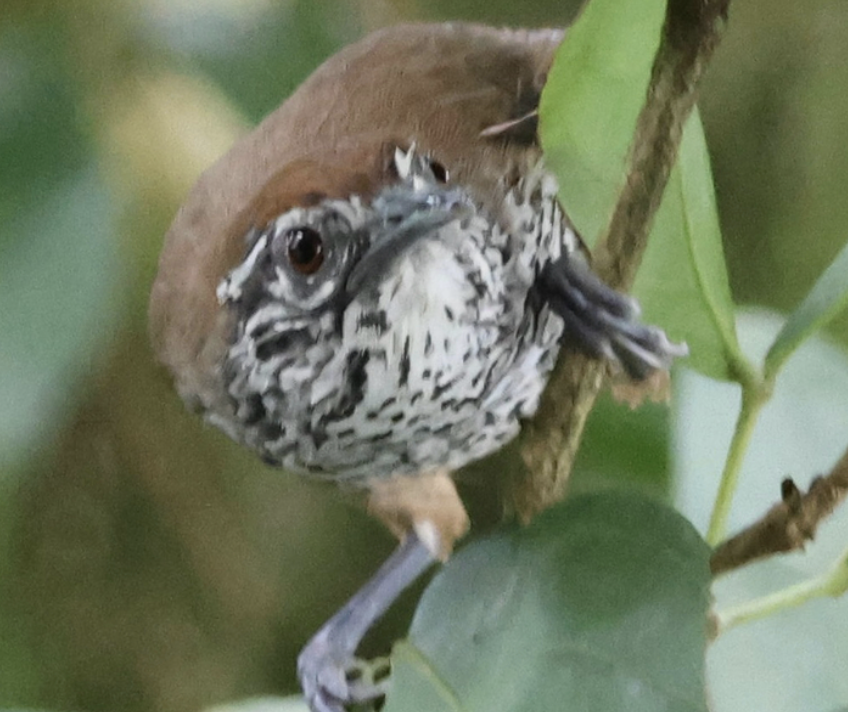 Spot-breasted Wren - ML642458197