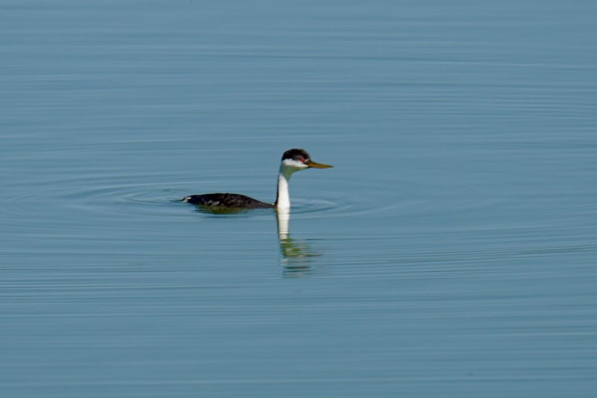Western Grebe - ML642458198