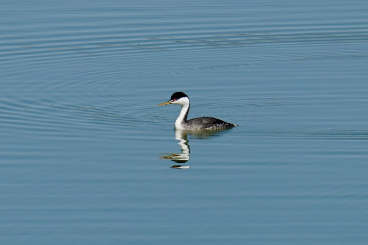 Western Grebe - ML642458199