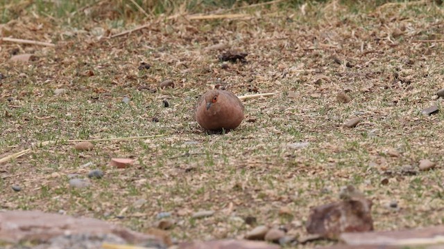 Bare-faced Ground Dove - ML642458203