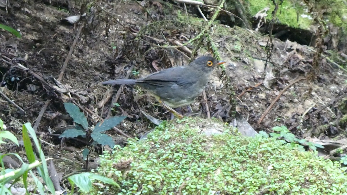 Slaty-backed Nightingale-Thrush - ML642458210
