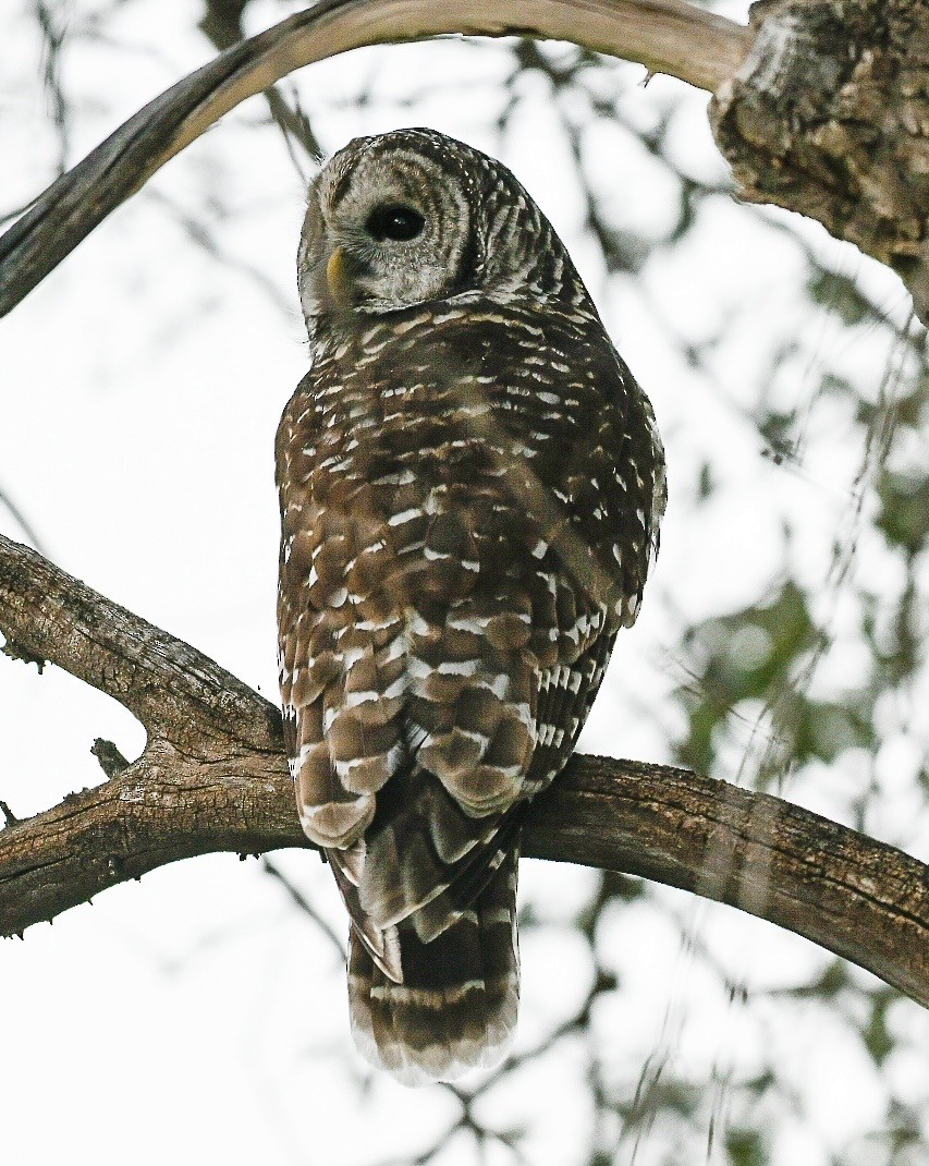 Barred Owl - ML642458233