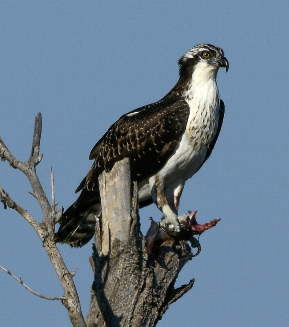 Águila Pescadora (americana) - ML642458236