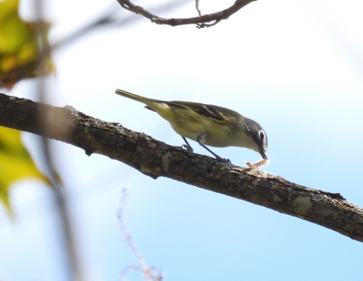 Blue-headed Vireo - ML642458274