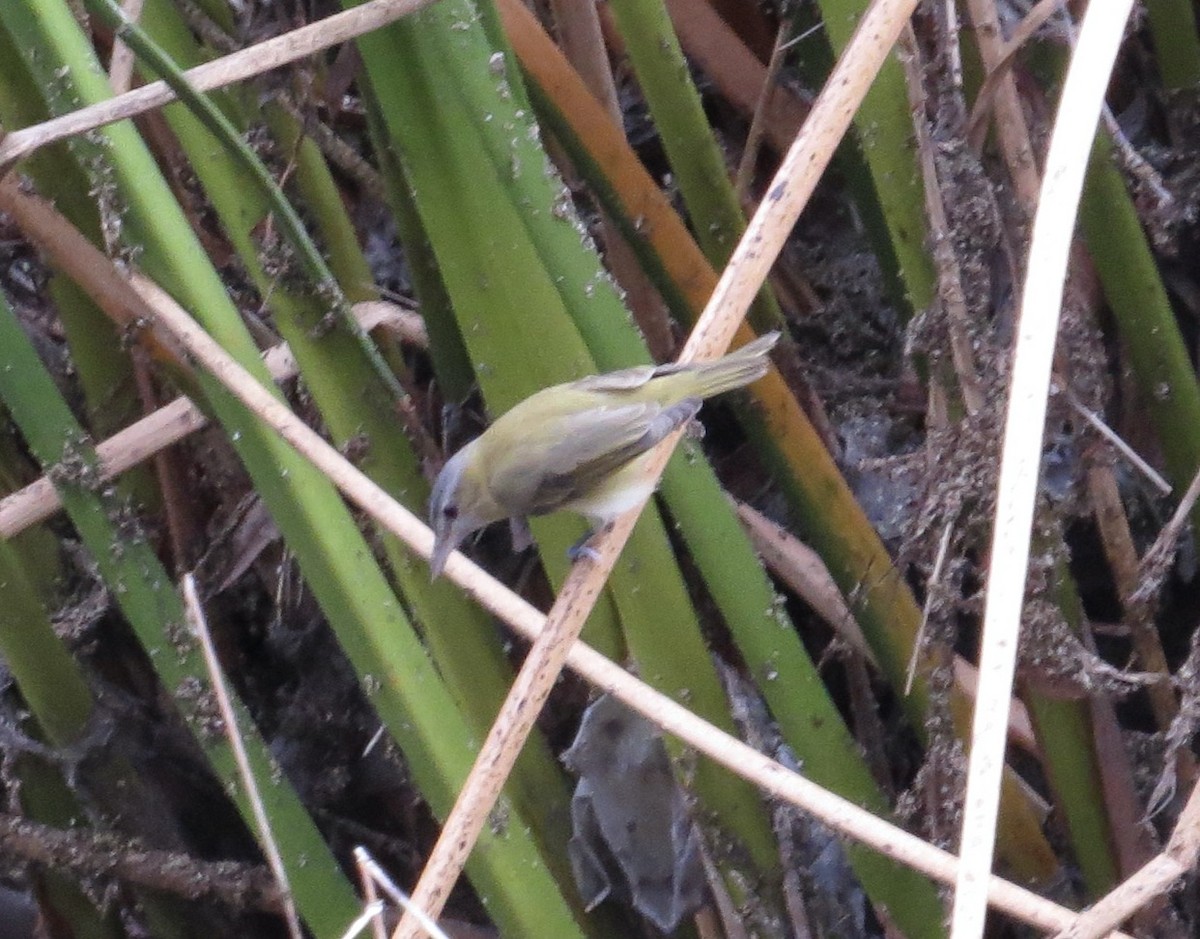 Yellow-green Vireo - ML642458290