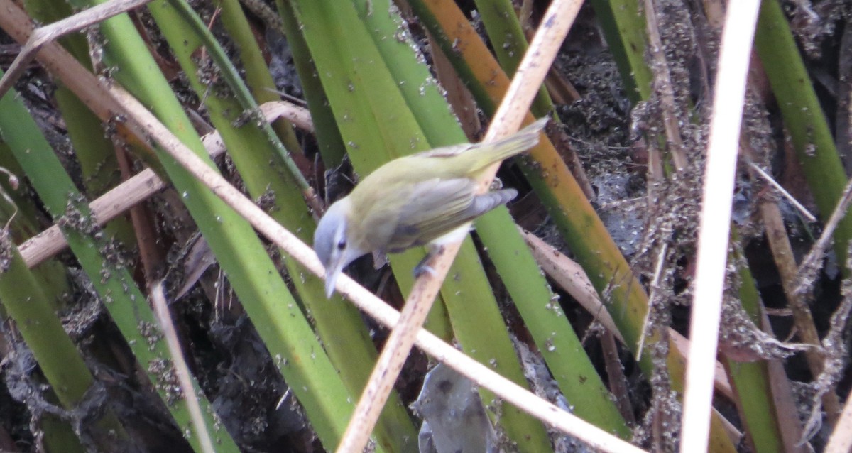 Yellow-green Vireo - ML642458295