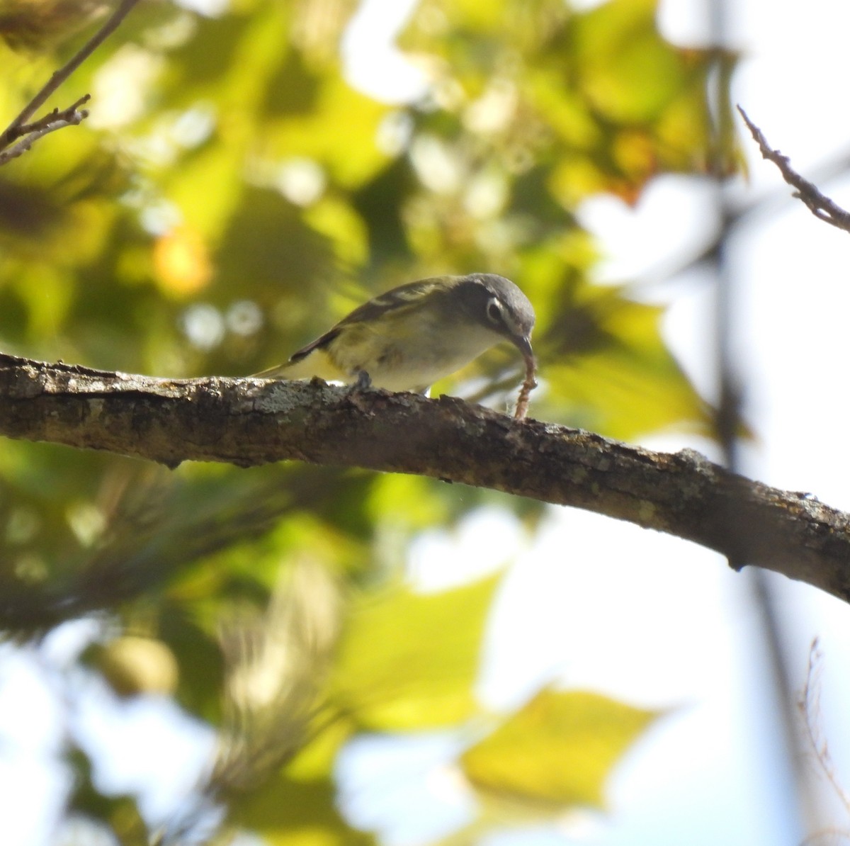 Blue-headed Vireo - ML642458298