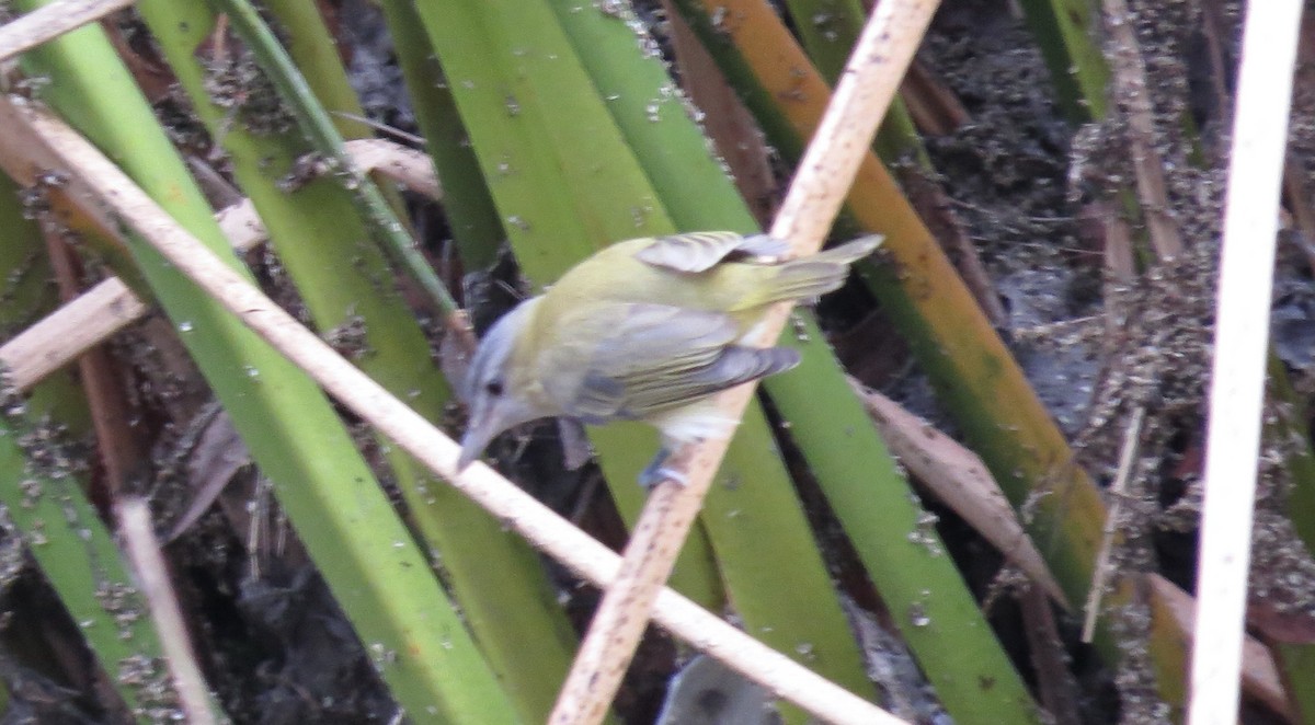 Yellow-green Vireo - ML642458303