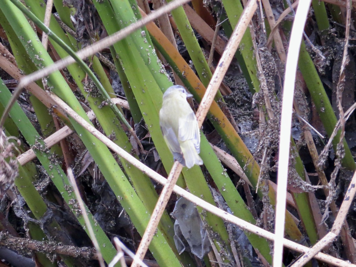 Yellow-green Vireo - ML642458305