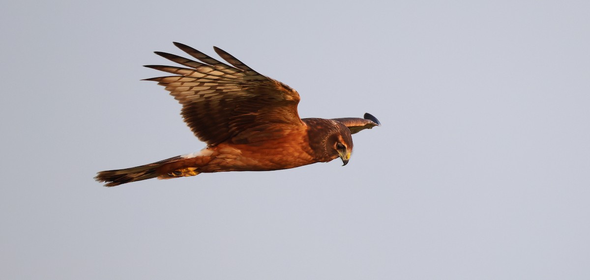 Northern Harrier - ML642458372