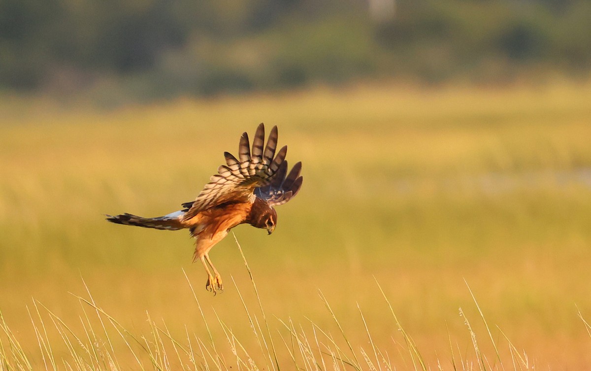Northern Harrier - ML642458381