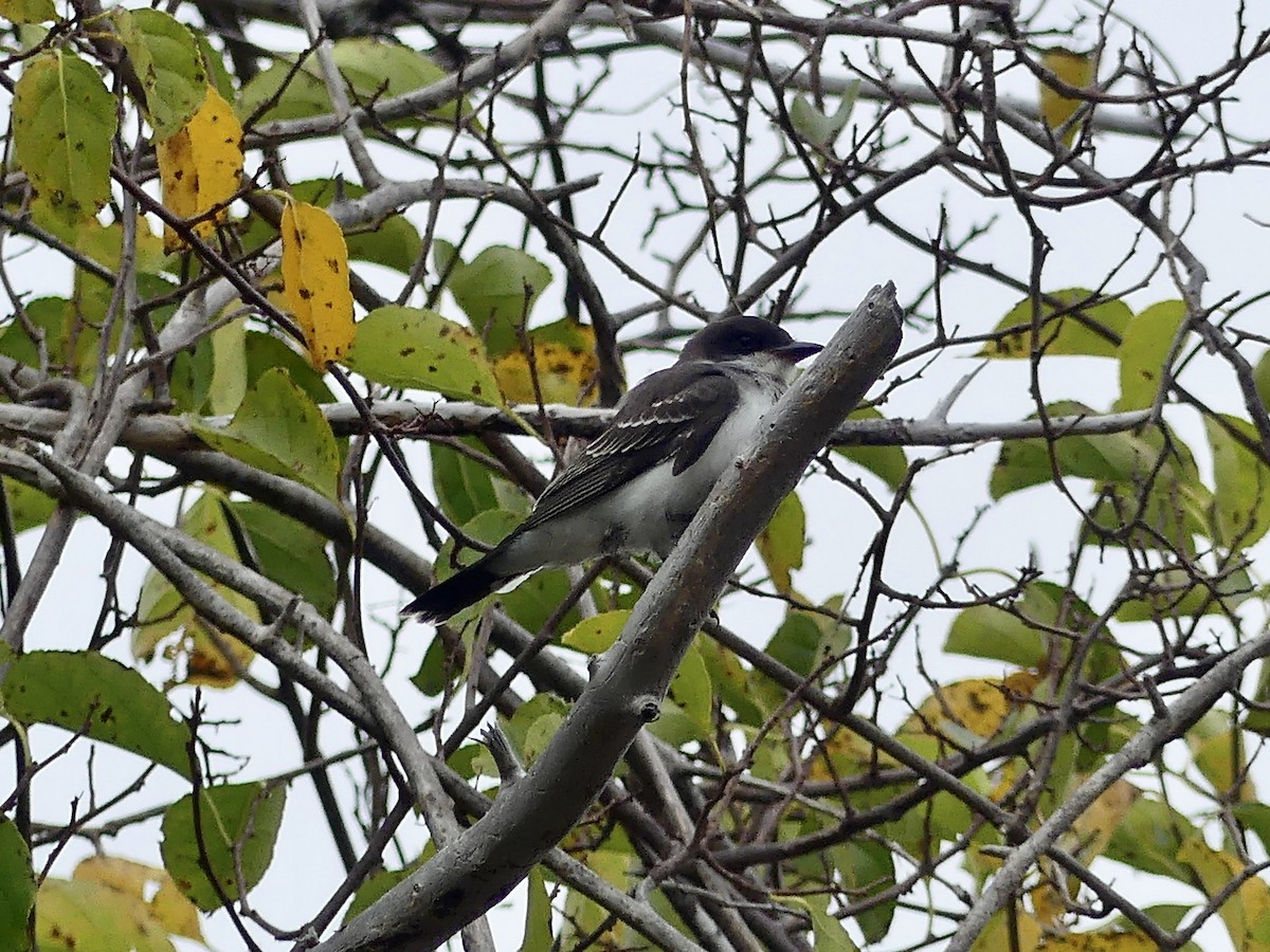 Eastern Kingbird - ML642458390