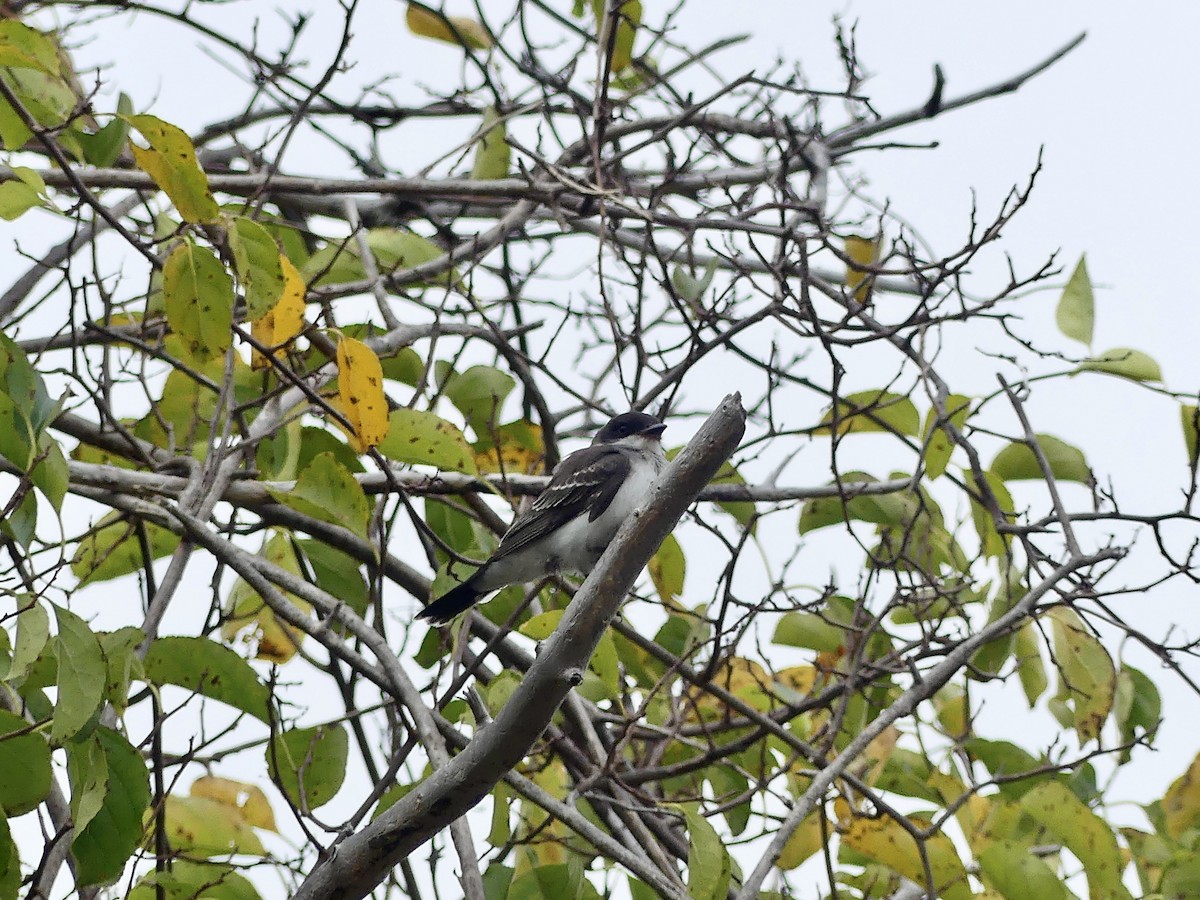 Eastern Kingbird - ML642458391