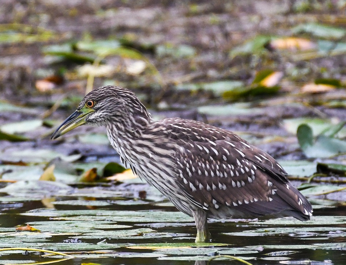 Ногоовор зашин - ML642458442