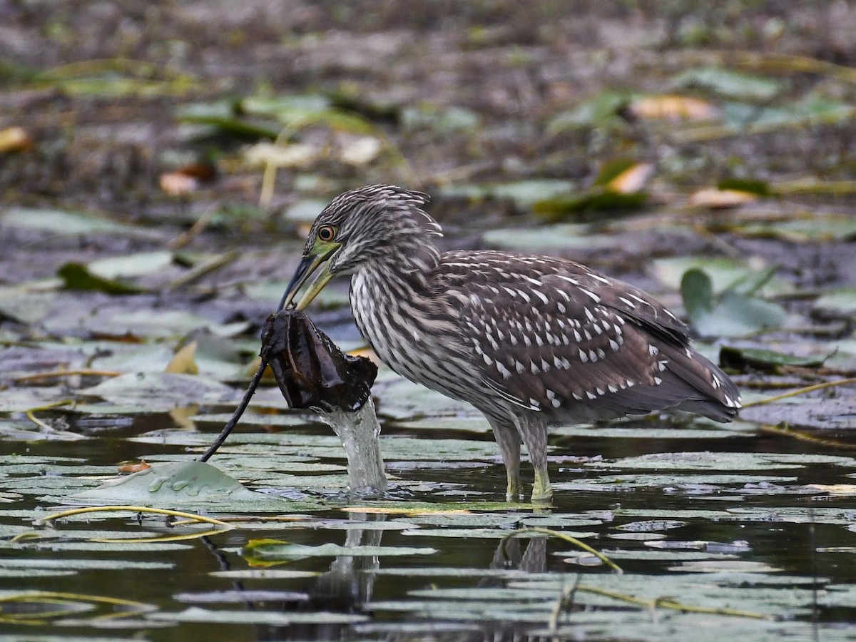 Ногоовор зашин - ML642458443