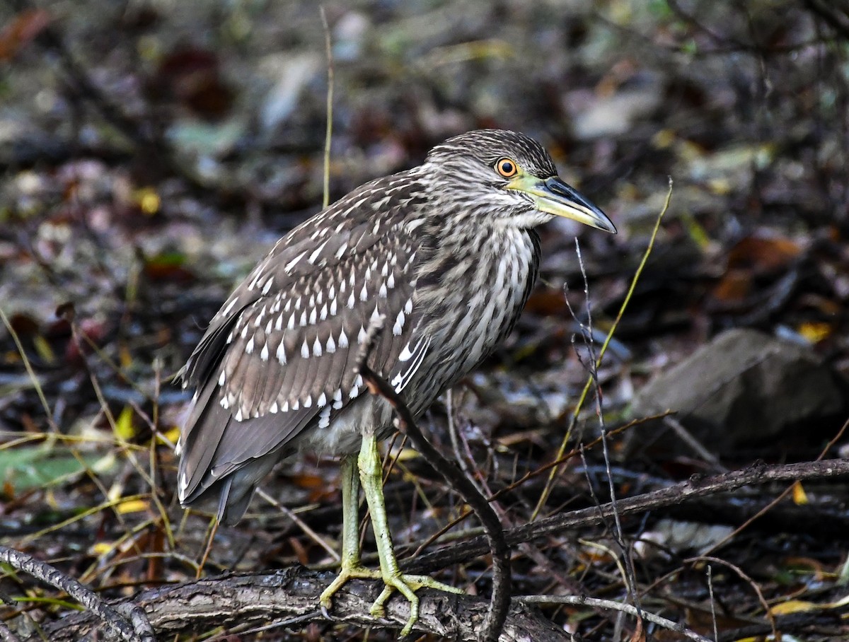 Ногоовор зашин - ML642458444