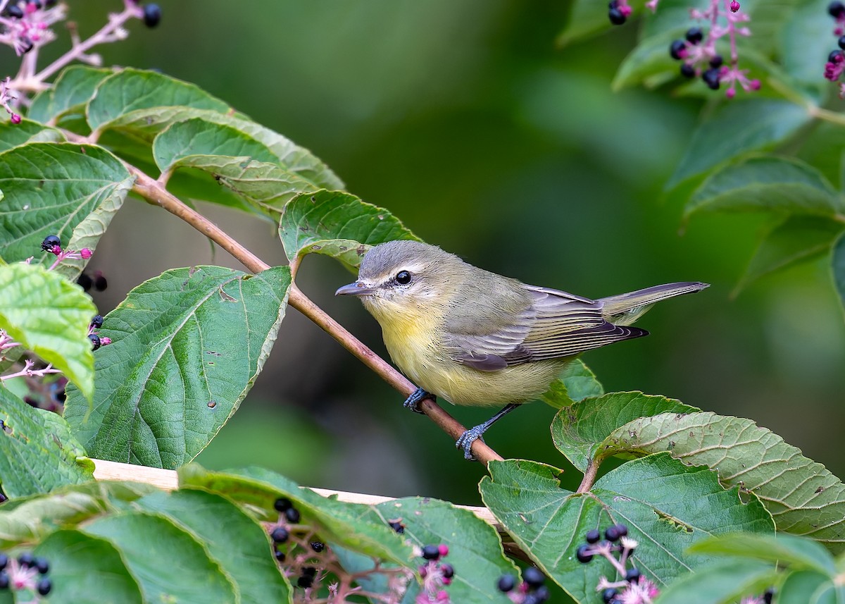 kanadavireo - ML642458488