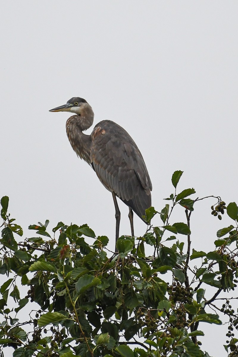 Great Blue Heron - ML642458497
