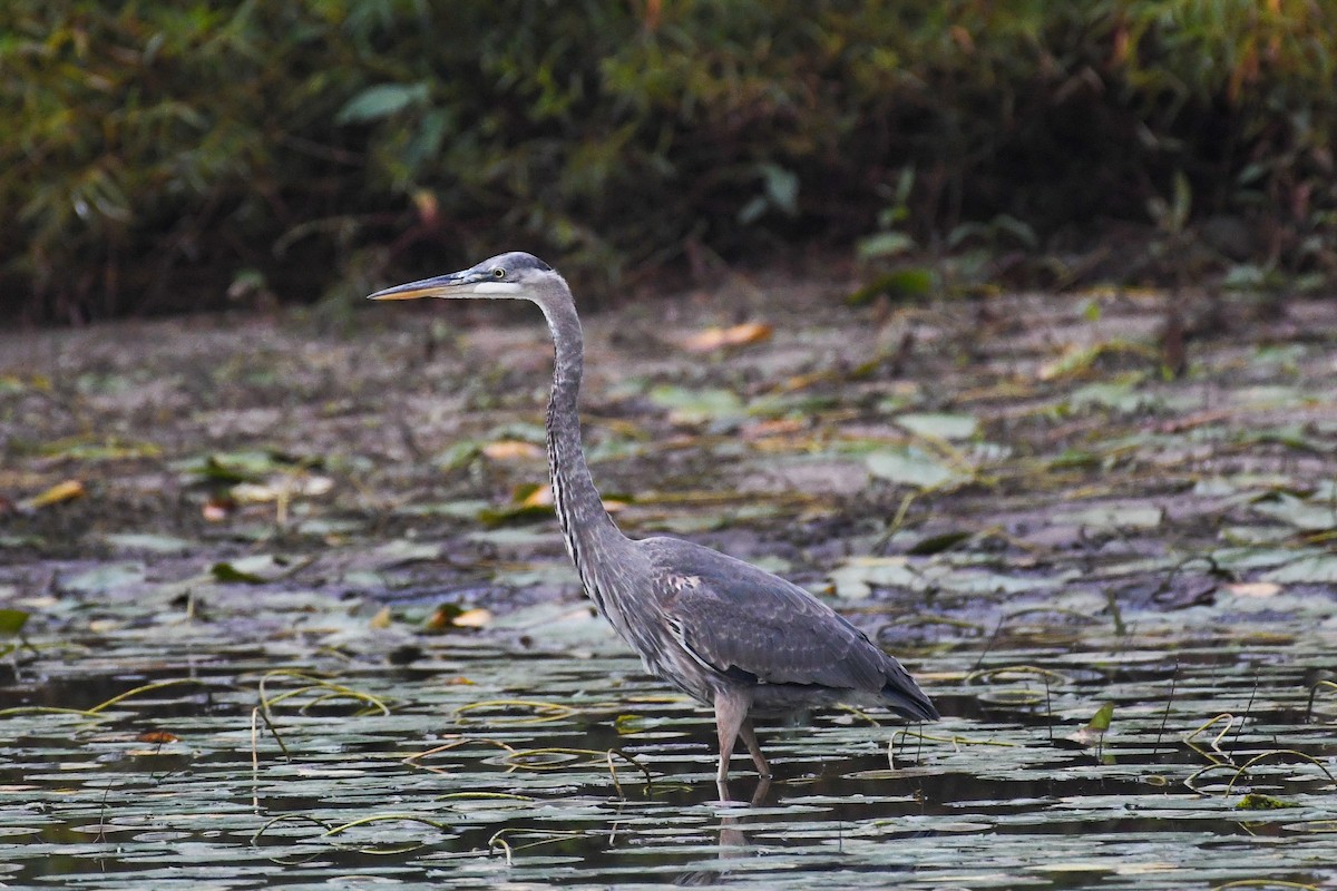 Great Blue Heron - ML642458498